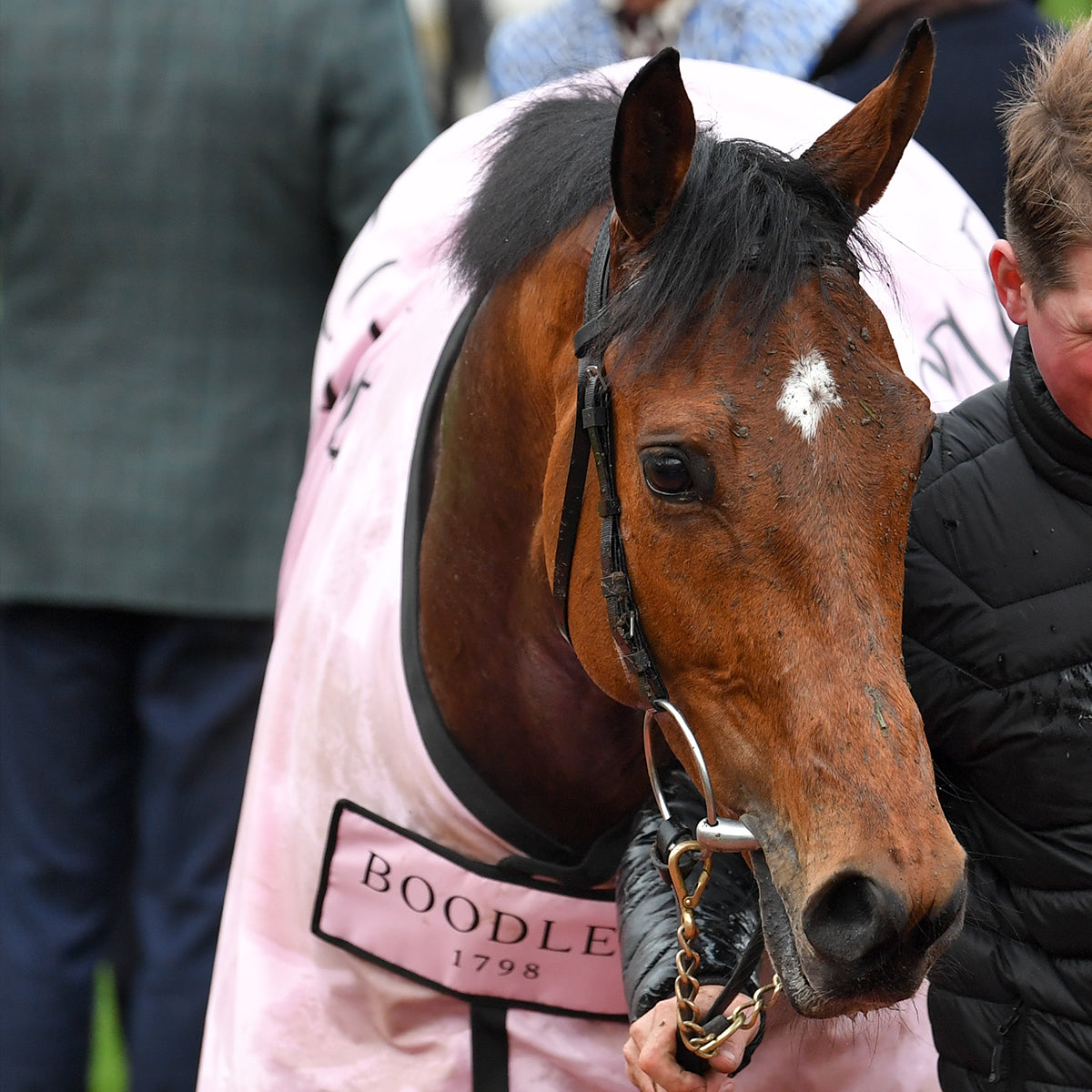 The Boodles Cheltenham Gold Cup horse in Boodles blanket.